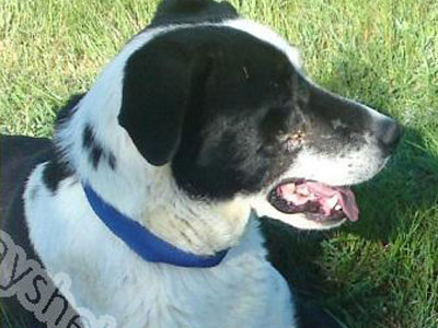 Τον πυροβόλησαν εξ επαφής, αλλά επιβίωσε